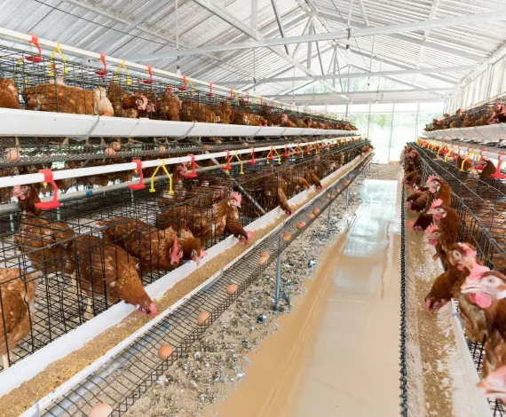 Poultry